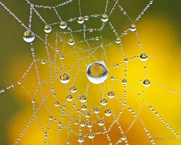 yellow web