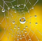 full circle websites yellow web