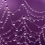 full circle websites purple web